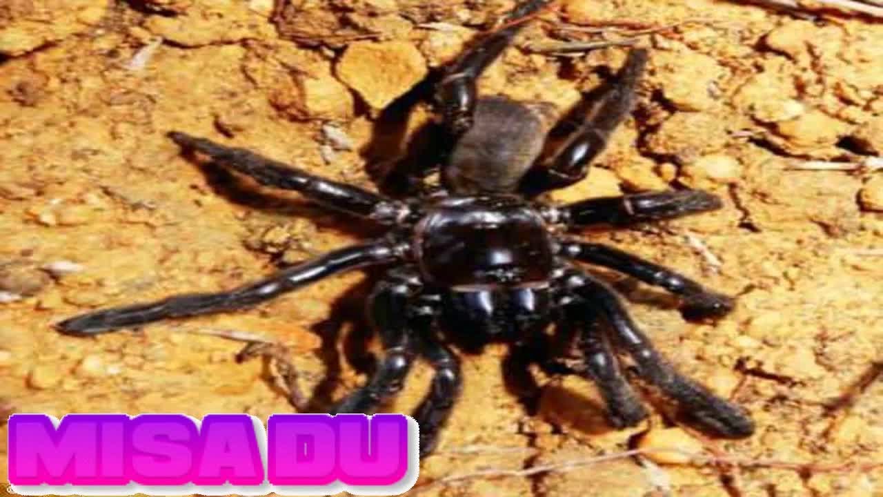 Researchers find spider in Australian outback that lived for 43 YEARS