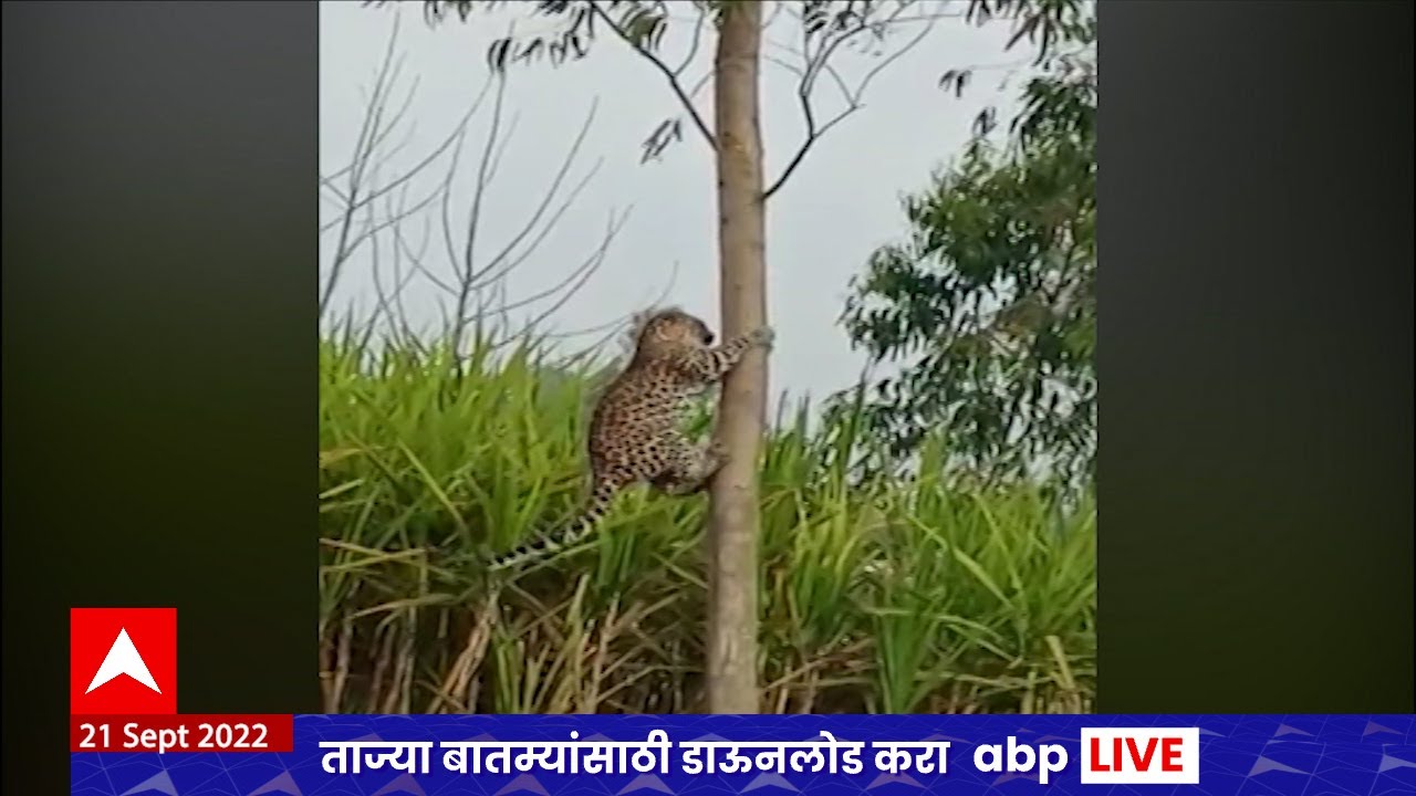 Leopard Viral Video :   निलगिरीच्या झाडावर बिबट्या चढतानाचा व्हिडिओ व्हायरल