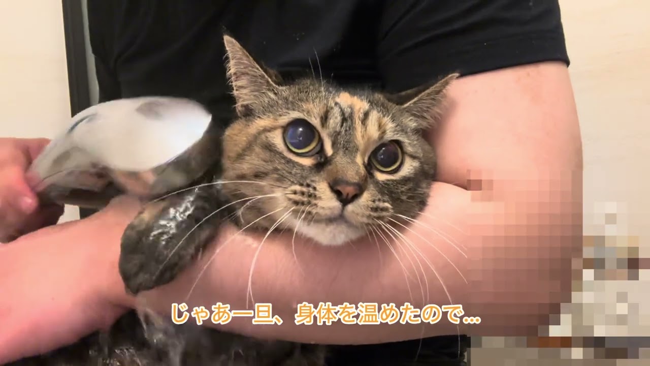 苦手なお風呂がちょっぴり好きになってしまった猫。