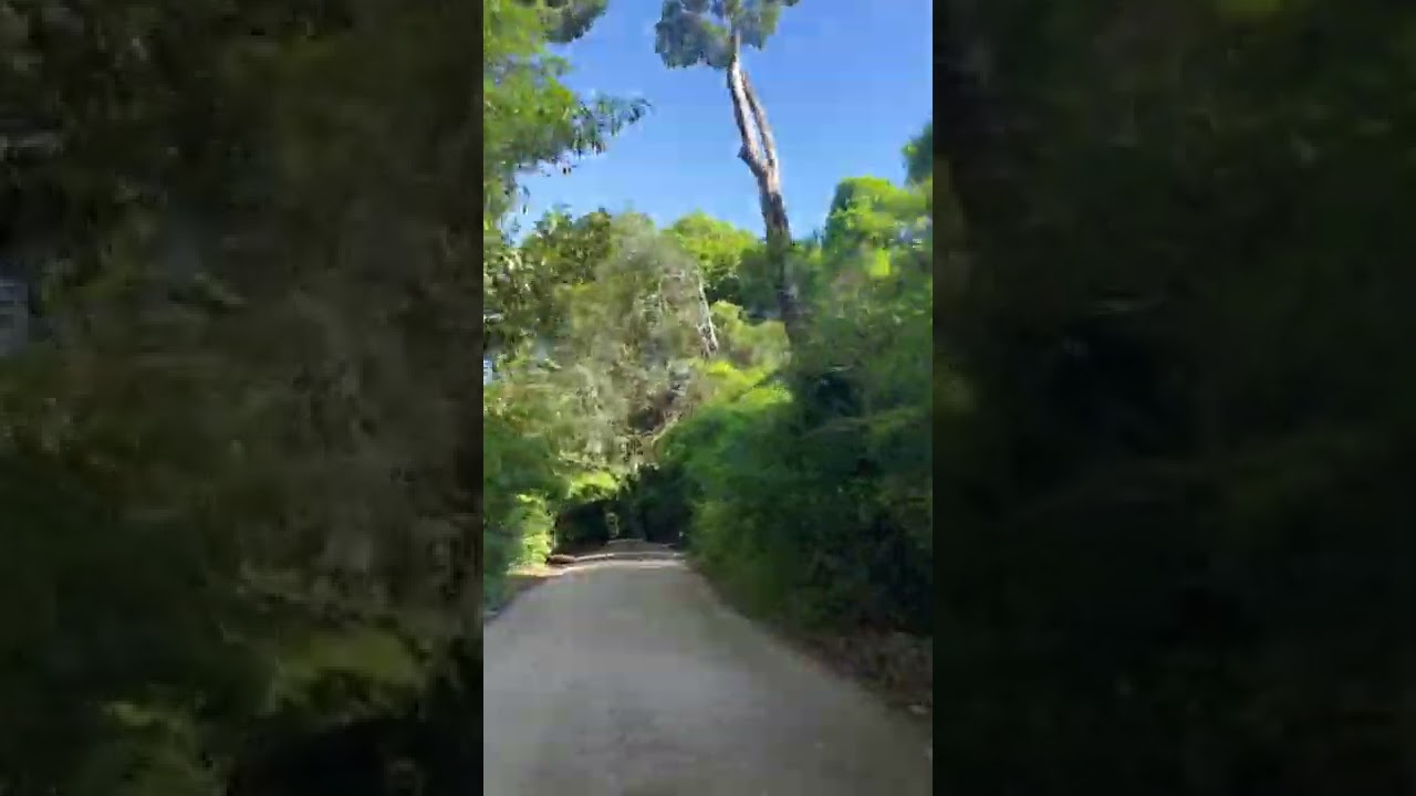 Mata preservada em Ipojuca Pernambuco Brasil 🇧🇷