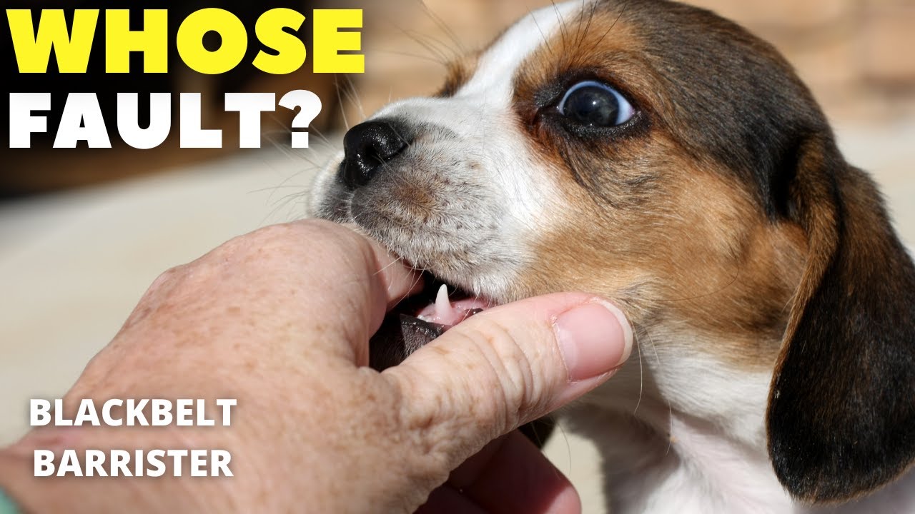 *Avoid Prosecution if Your Dog Bites Someone!