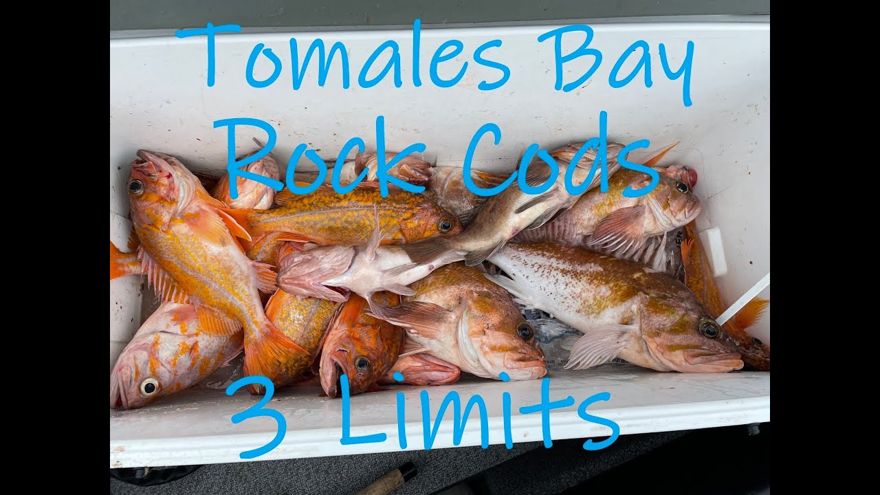 Tomales Bay Huge Rock Cod Fishing!