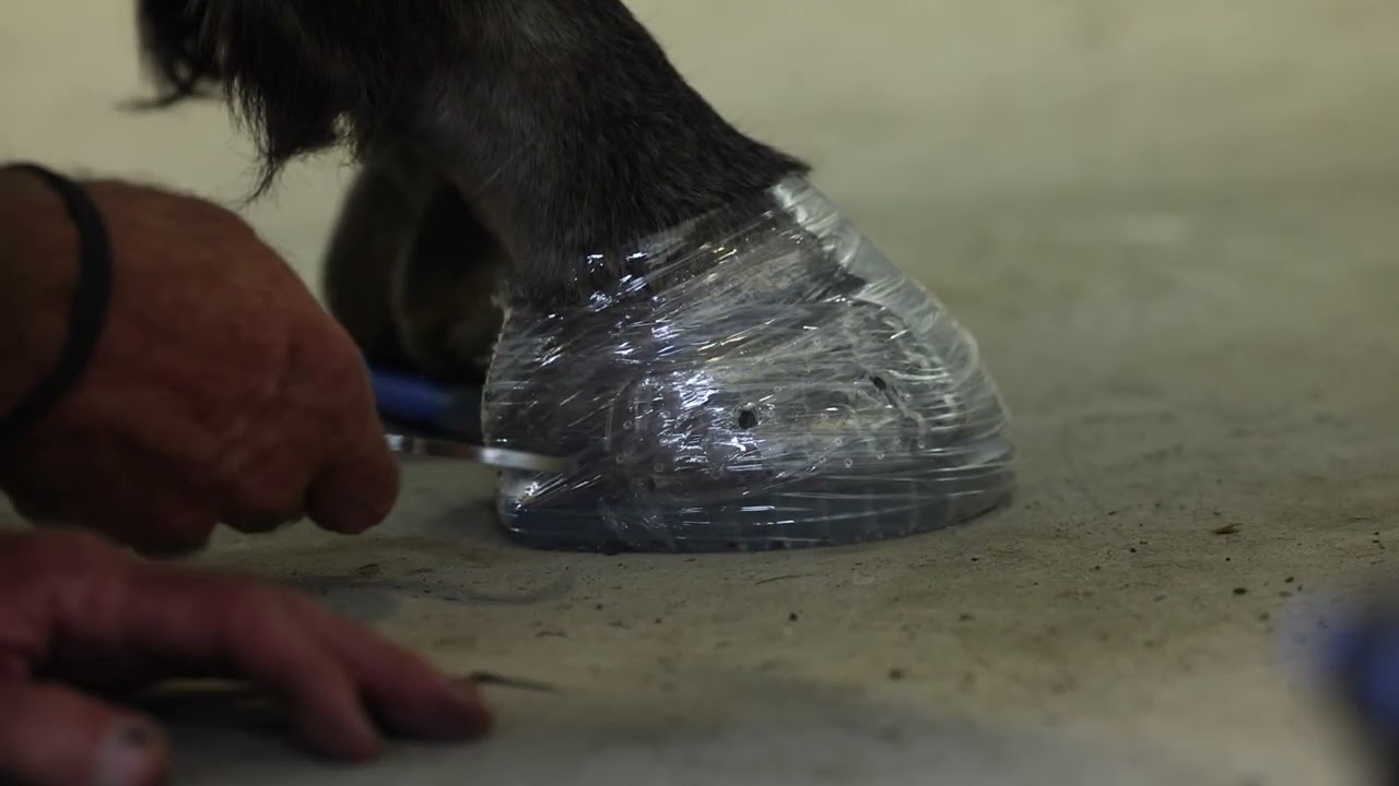 EasyShoe One Glue Applied with HoofLox Acrylic: Plastic Wrap Method Part 1