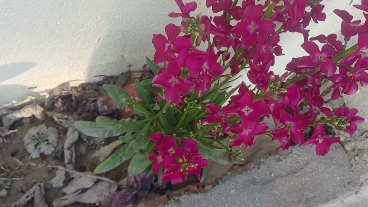 Nepali christan song collection  