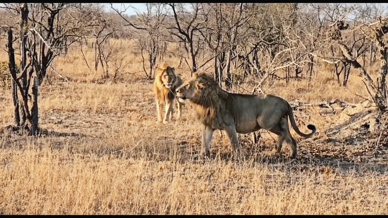 Lion Warfare | Birmingham Male vs Monwana Male full confrontation footage | 13 August 2024
