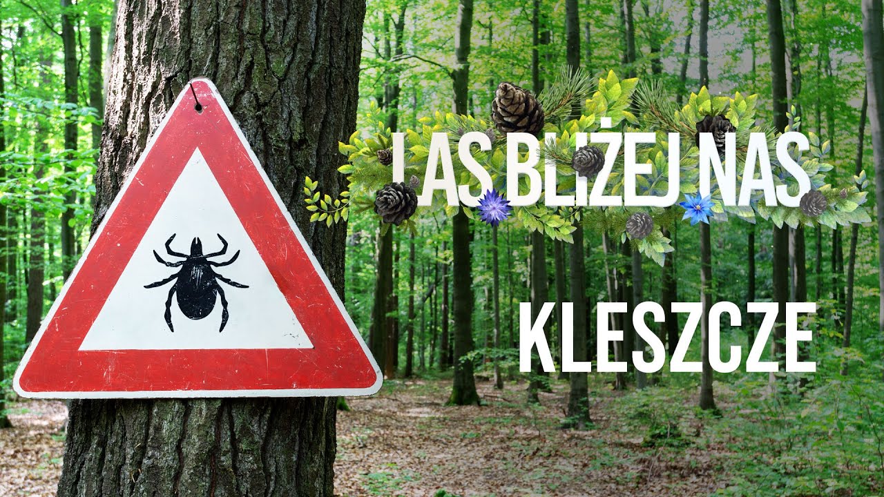 Las bliżej nas - Kleszcze