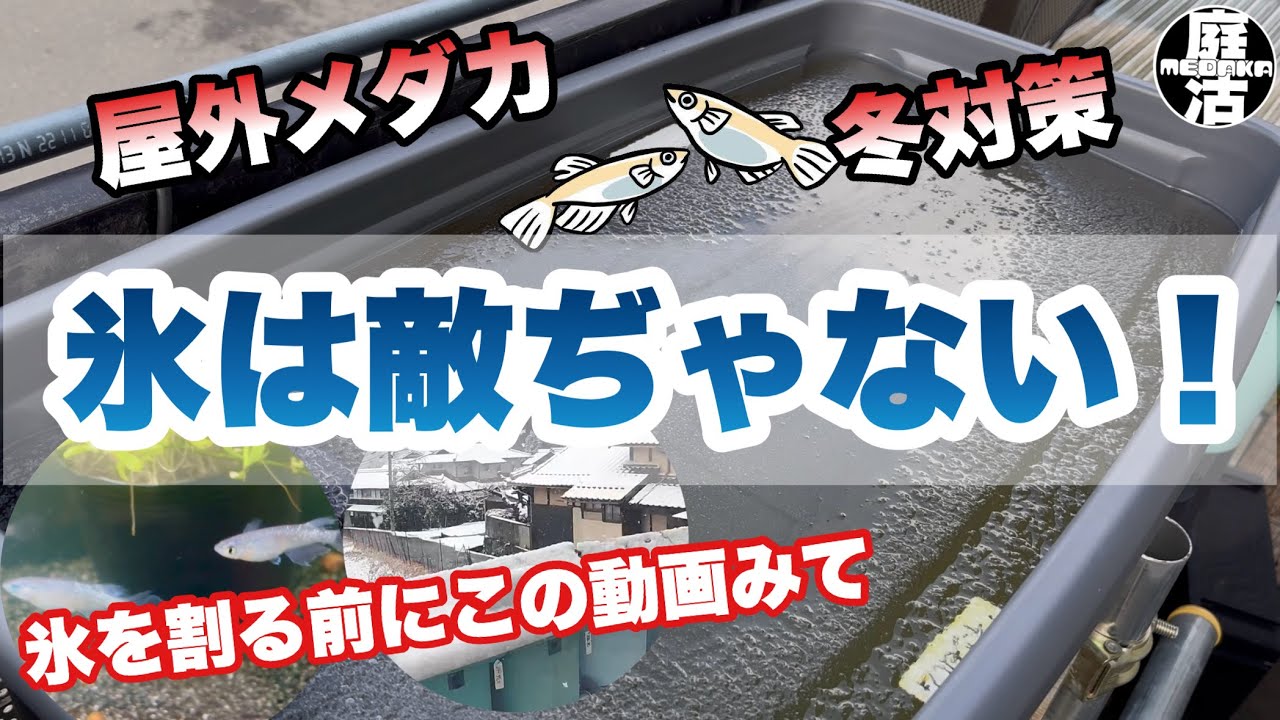 （メダカ）氷を割る前にこの動画見て。