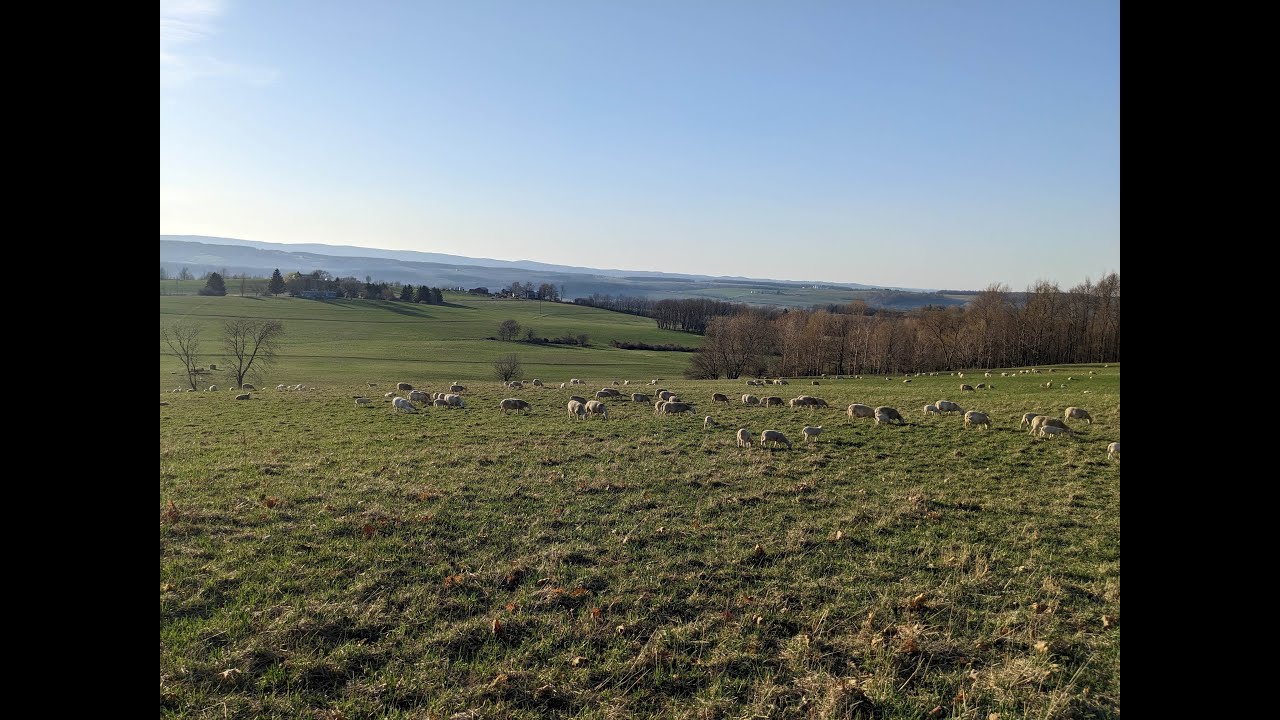 This Year's Beginning of Rotational Grazing at White Clover Sheep Farm