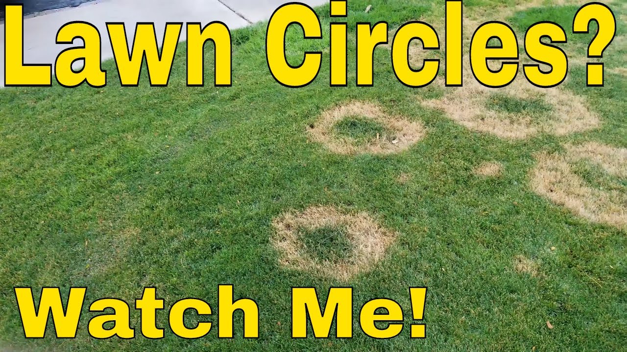 How to fix dead grass lawn circles: Fix Necrotic Ring Spot and Summer Patch Fungus