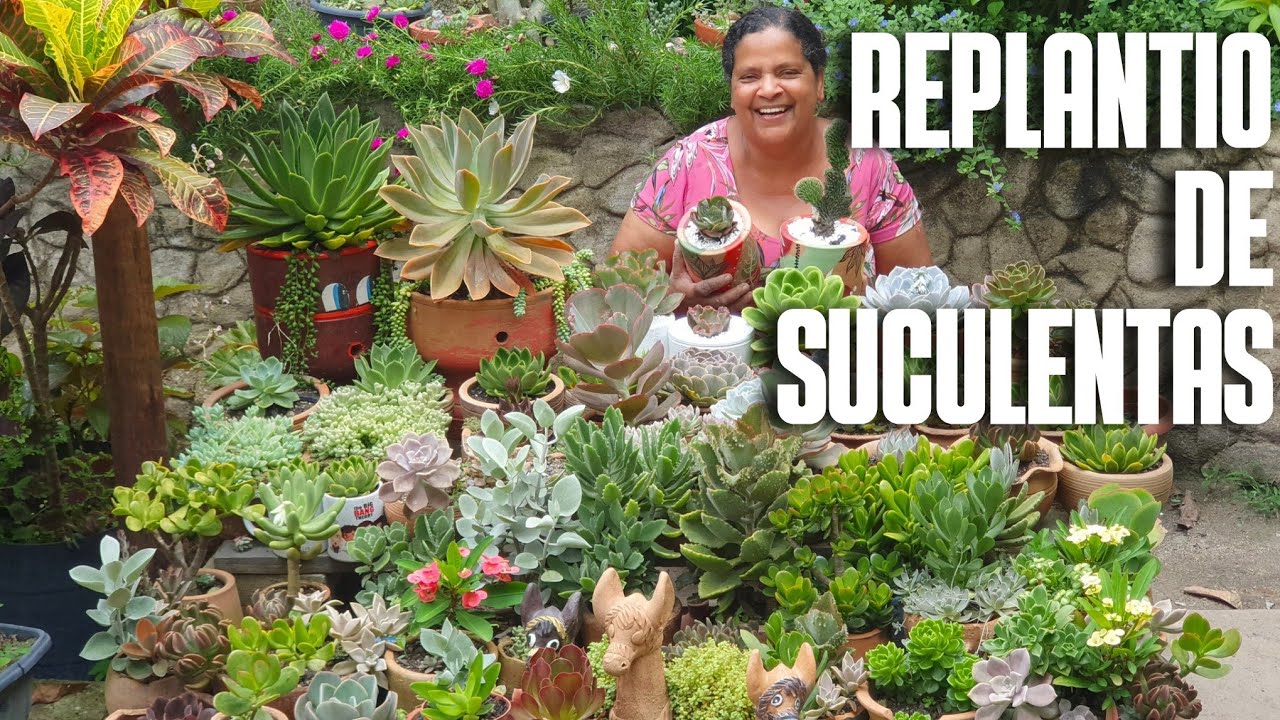 FAZENDO REPLANTIO DE SUCULENTAS E CACTO EM VASOS DE BARRO: DICAS DE CULTIVO | COLE&Ccedil;&Atilde;O DE SUCULENTAS