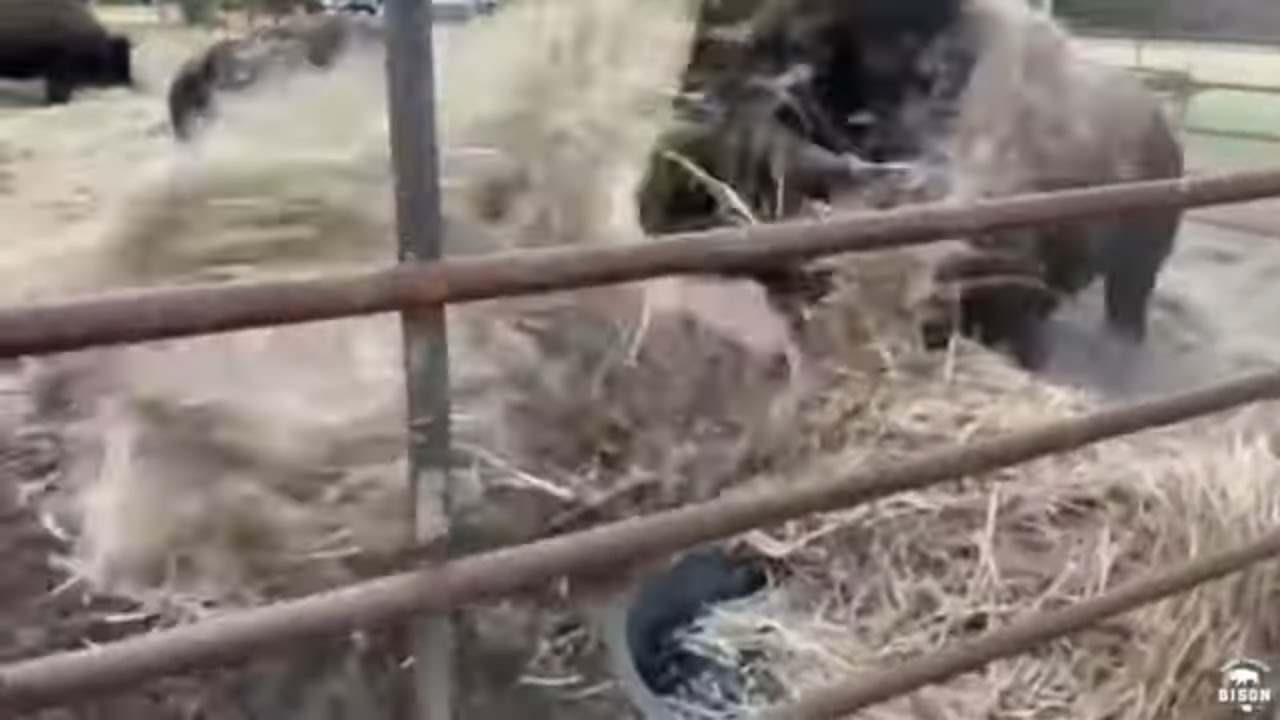 &ldquo;Big Joe&rdquo; Bison Hay Bale Destruction