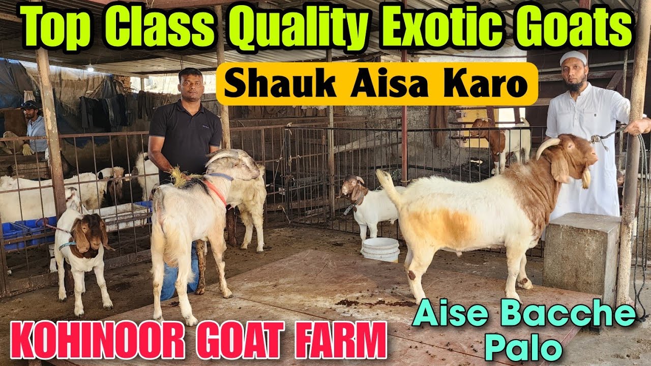 Top Class Quality Exotic Goat At KOHINOOR GOAT FARM | Aisa Bacche Palo Boer Sanen In Bhiwandi 