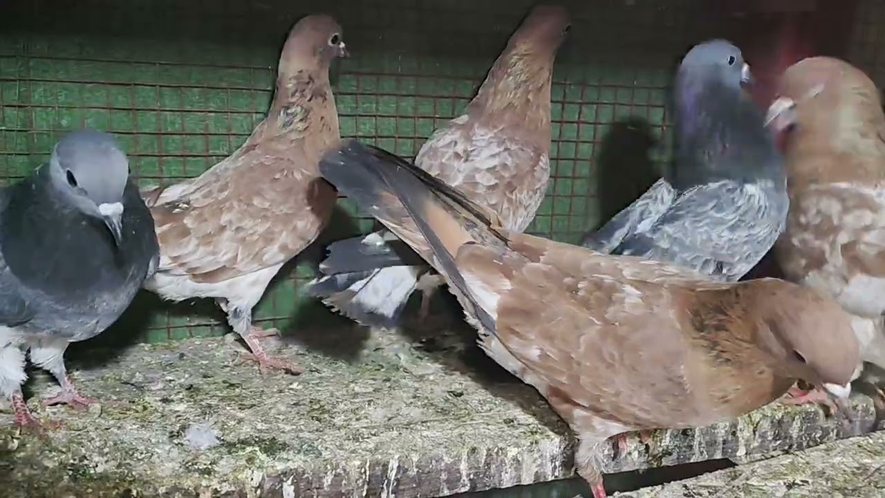 Dasichapdar #pageoneyoutube ,#kabotar #love #pigeon 🕊️💯