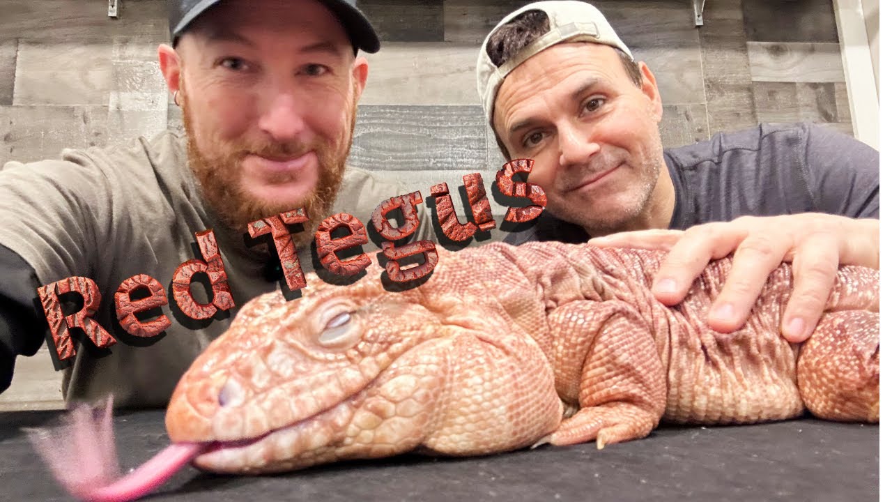 Red Tegus: Amazing pet lizards