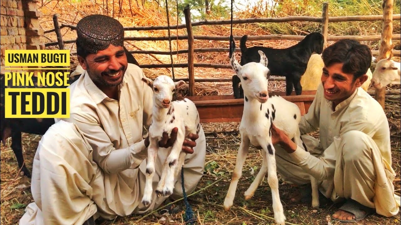 Usman Bugti ki Teddi Bakriyan | Pink Nose Gulabi Teddi Goats | Nagra Farm