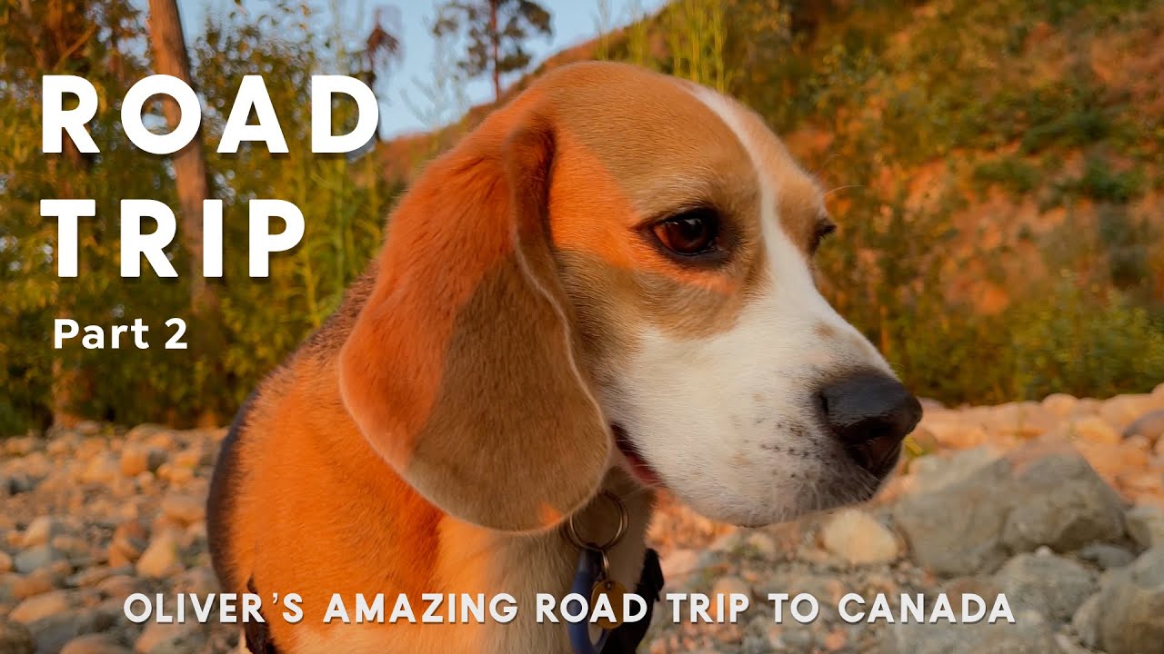 🇨🇦🐿 2022 road trip! Oliver returns to Canada and meets a friendly squirrel 🇨🇦🐿 (Part 2)