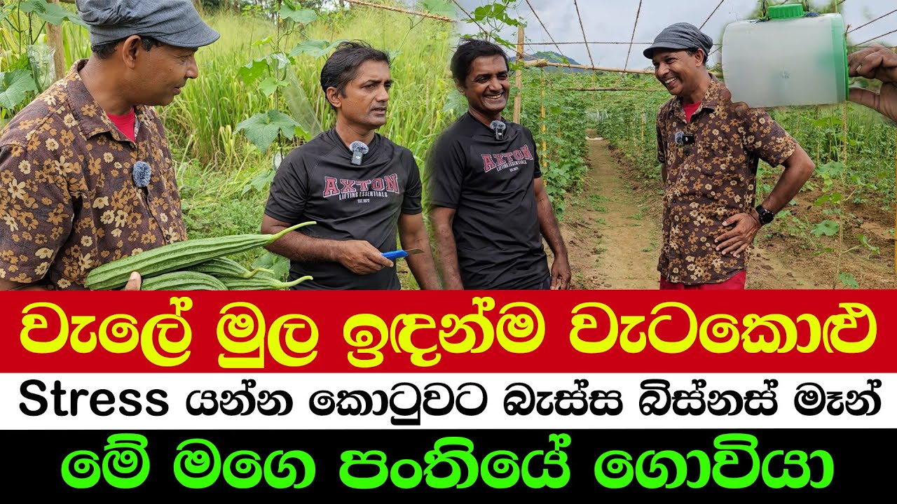From roots to fence – an unbelievable twist | The Businessman Who Left Stress for the Soil