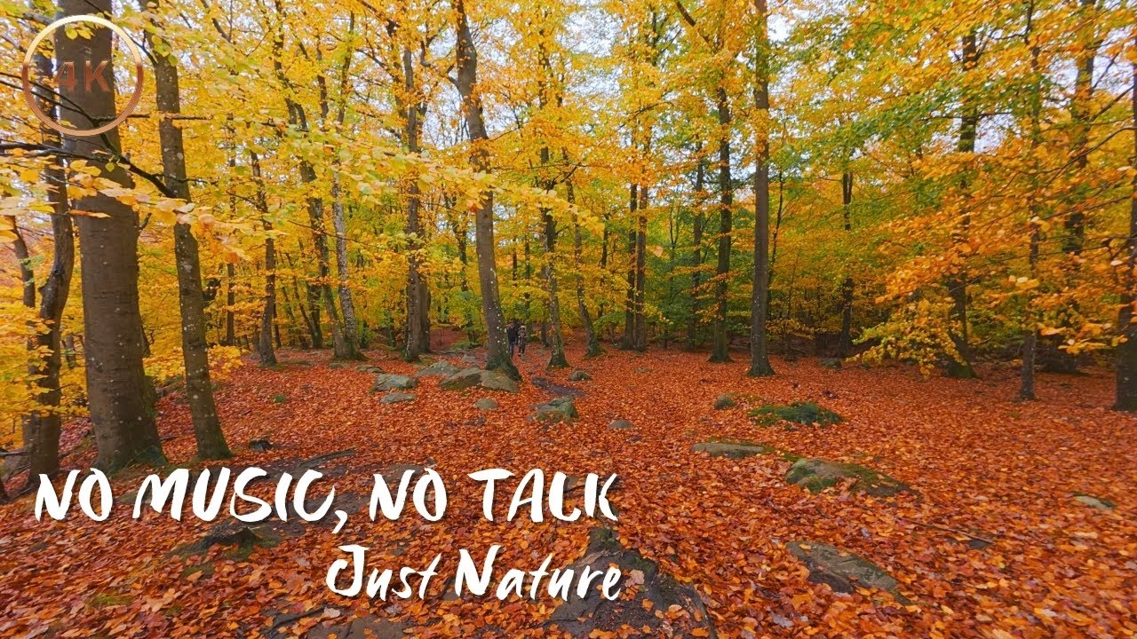 Peaceful Stroll Through Autumn Woods – Sweden 4K ASMR with Natural Sounds