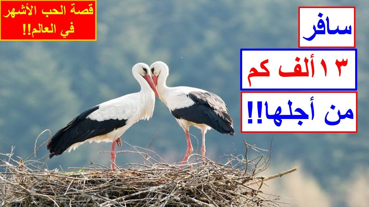 قصة حب اللقلق الأبيض -  White stork Love story