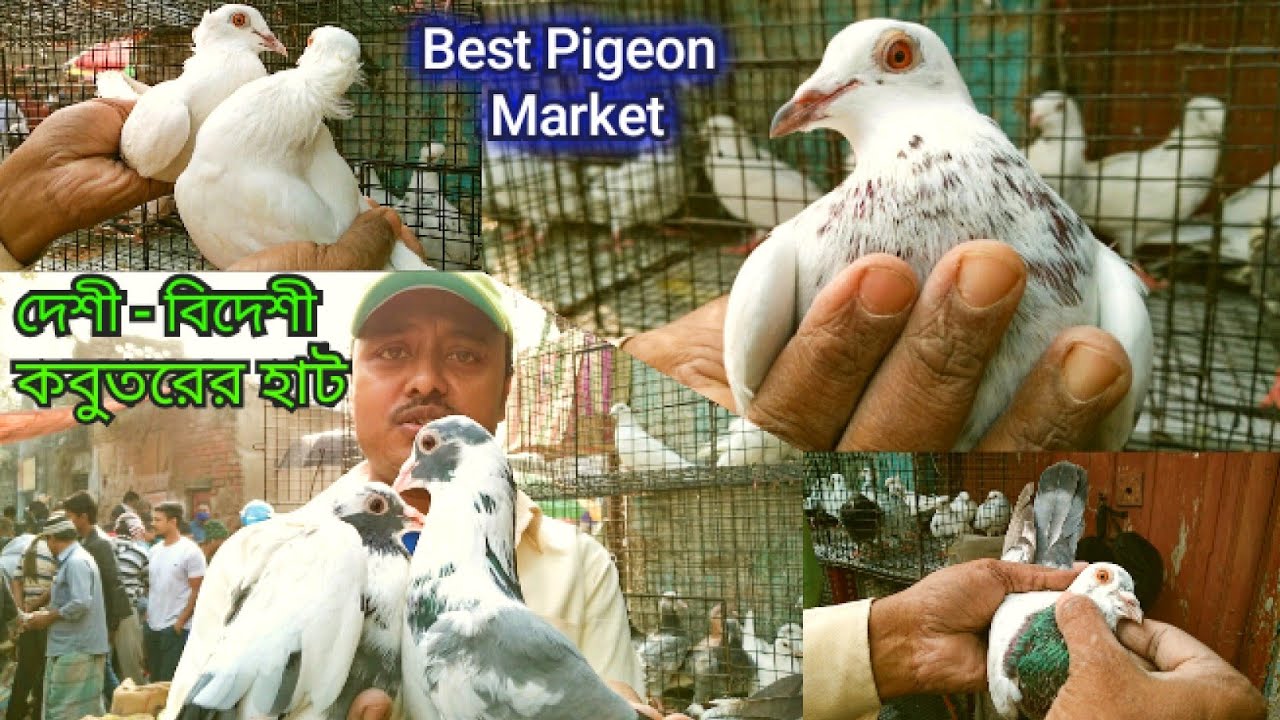 Kolkata Pigeon Market At Galiff Street Visit || Fancy Pigeons Flying Pigeons Pigeon Sellers Tala Hat