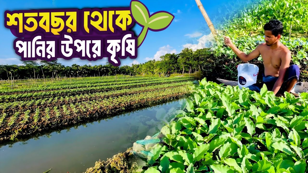 শতবছর থেকে পানির উপরে কৃষি কাজ করেন এই এলাকার বাসিন্দারা । Explore by zisan || #কৃষি