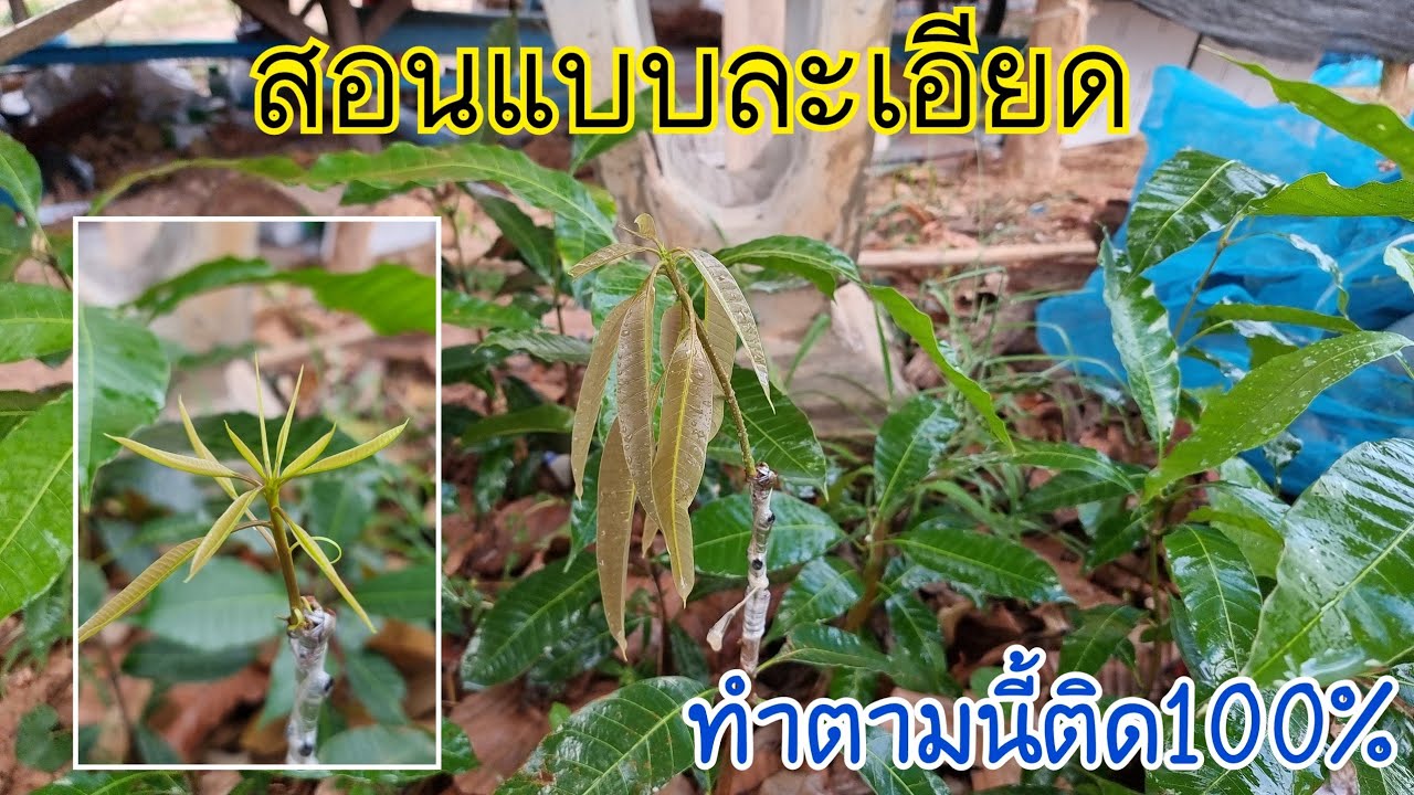 เสียบยอดมะม่วงไม่ยากเลย ต้นเล็กๆก็ทำได้สอนแบบละเอียด