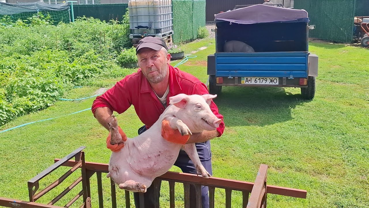 Розпродую малих свиней,ціна❓️Зерно по 10грн 😭,Бізнес на свинях ❌️До 😭Дружина військового❓️