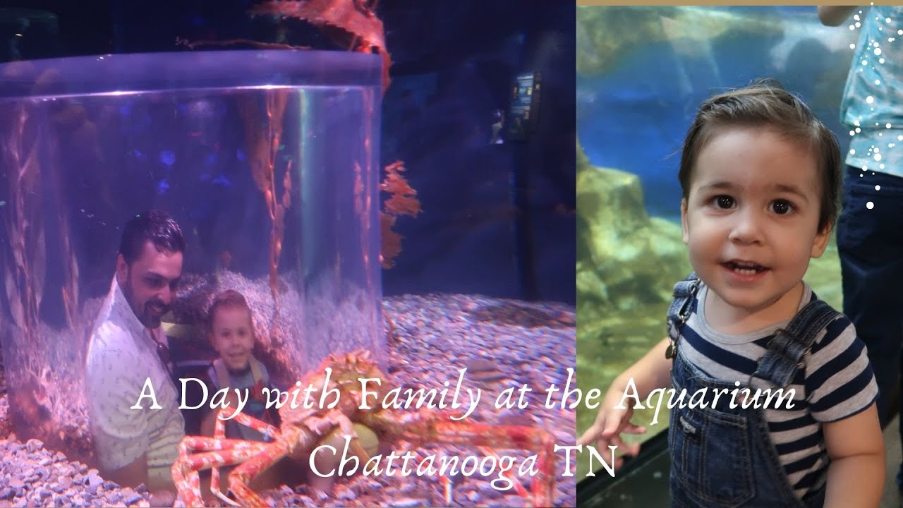 A Day With Family In The Aquarium in Chattanooga TN | 9 Weeks Pregnant and going out with 2 kids