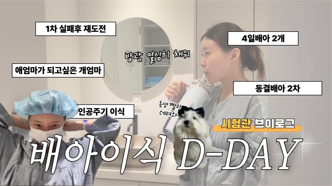 시험관 2차 이식 당일ㅣ4일배양 동결배아 2개 이식 브이로그ㅣ이식 전 꿀팁