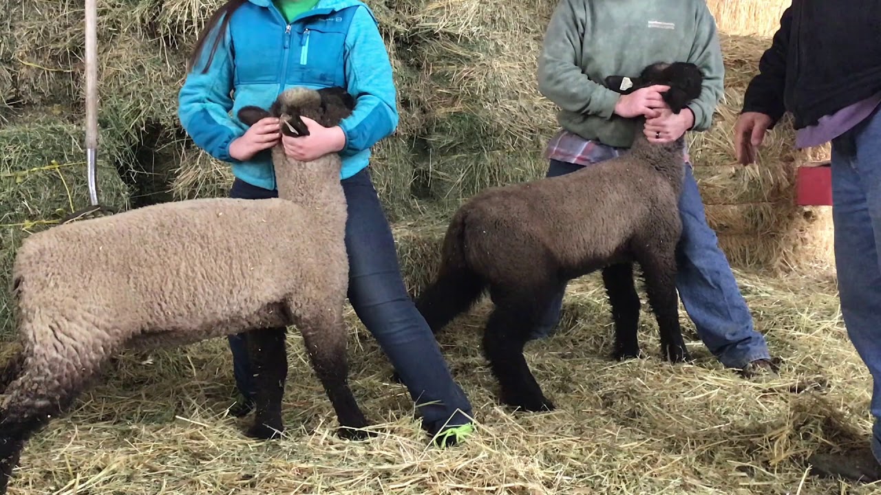 Lamb Selection