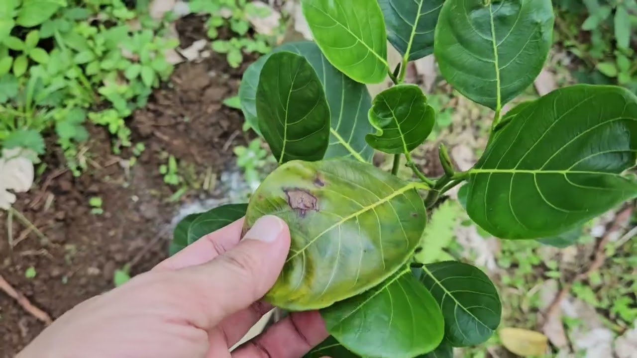 Welcome to Cawayan Epic Farm | EVIARC Jackfruit Farm Tour & Updates | Aug 21 2025