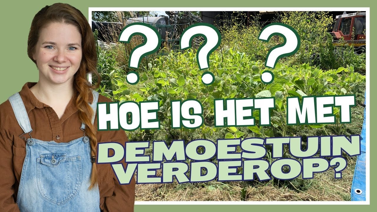Hoe gaat het met de MOESTUIN verderop?! | Herfst moestuin voorbereiden