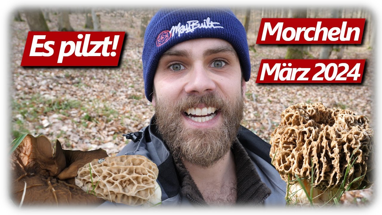 Pilze ohne Ende | Riesige Morchelfunde (Morchella) auf der Streuobstwiese