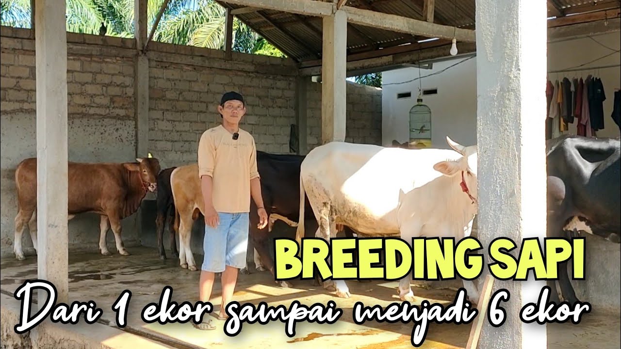 Breeding sapi dari modal 1 sapi indukan sampai menjadi 6 ekor