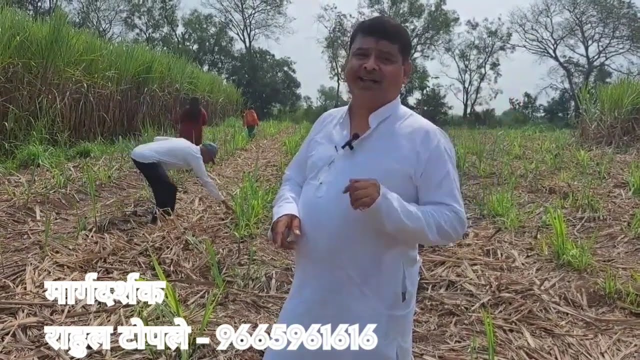 चिमुटभरही रासायनिक खत न टाकता !! कमी खर्चात दुप्पट उत्पादन. || Mission Organic ||