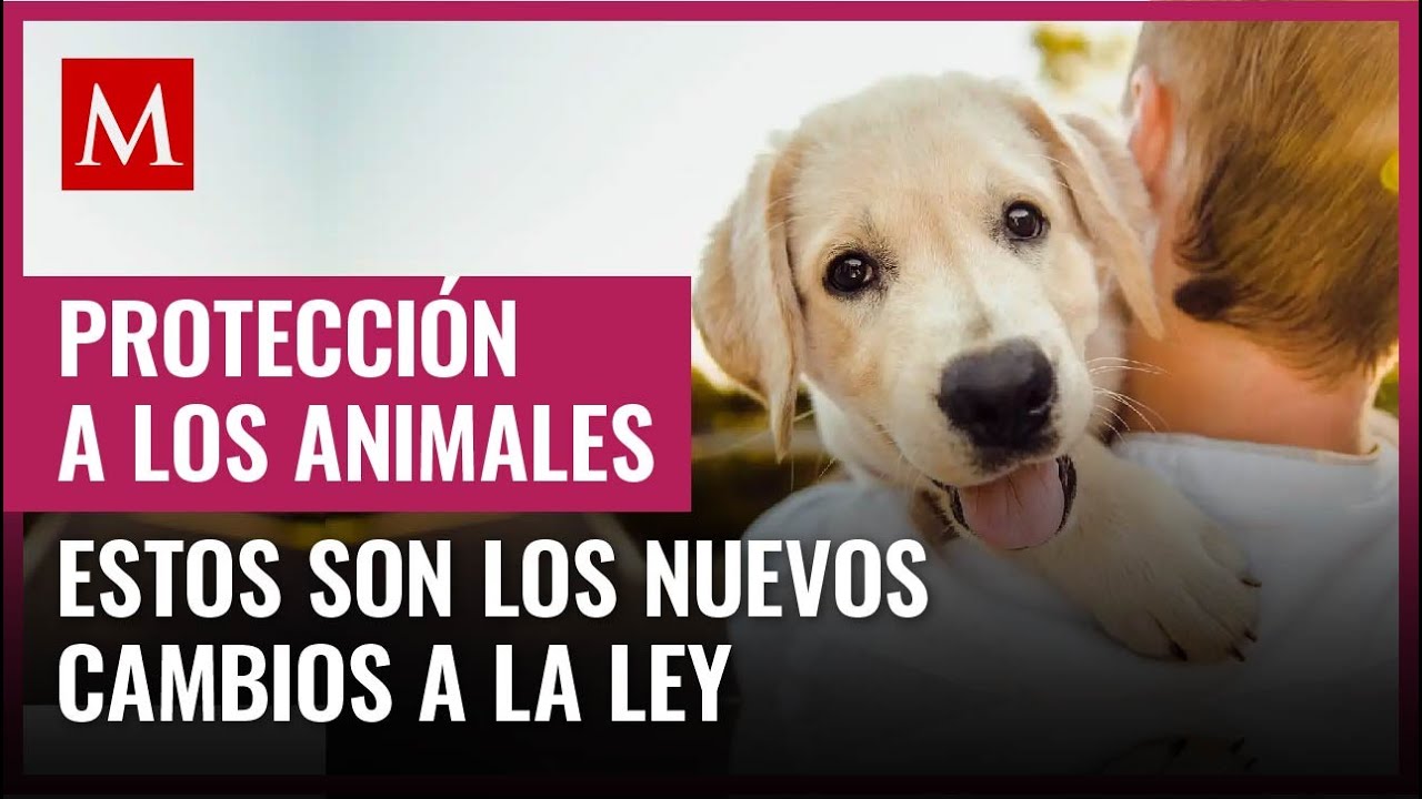 La Ley de Protecci&oacute;n a los Animales de la CdMx tiene algunos cambios como regular la eutanasia