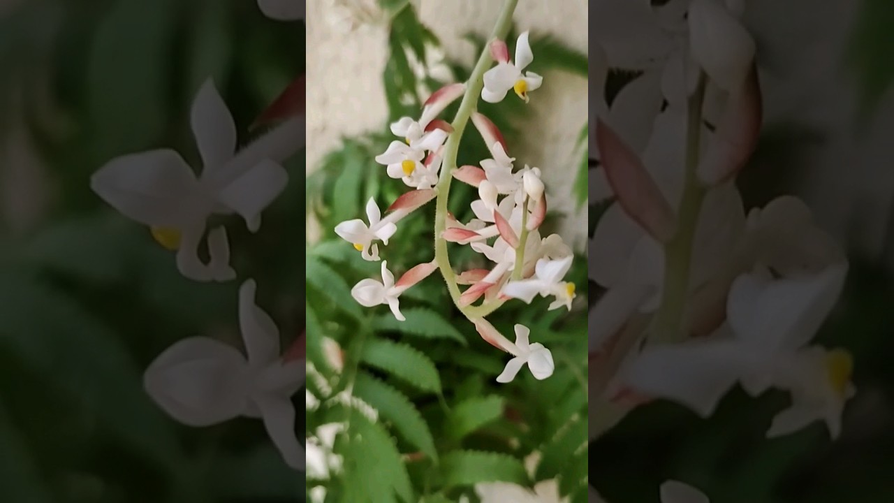 Orqu&iacute;dea pipoca 😍 a linda Ludisia discolor. #cultivodeorquideas #orquideas #orquideapipoca
