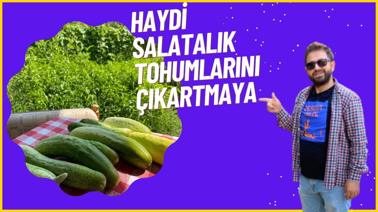 Salatalık Tohumu Nasıl Çıkarılır?