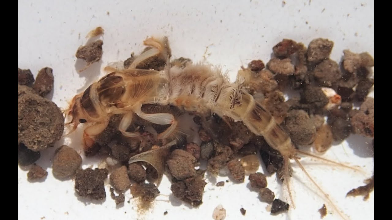 Group 15: Mayflies - Green Drake (Ephemera danica) nymph