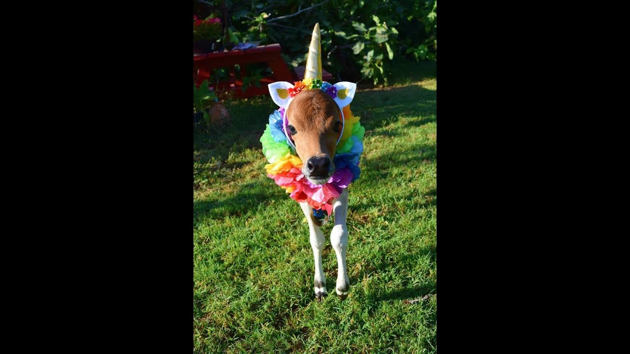 Zobe the Zebu from birth! So tiny and adorable!