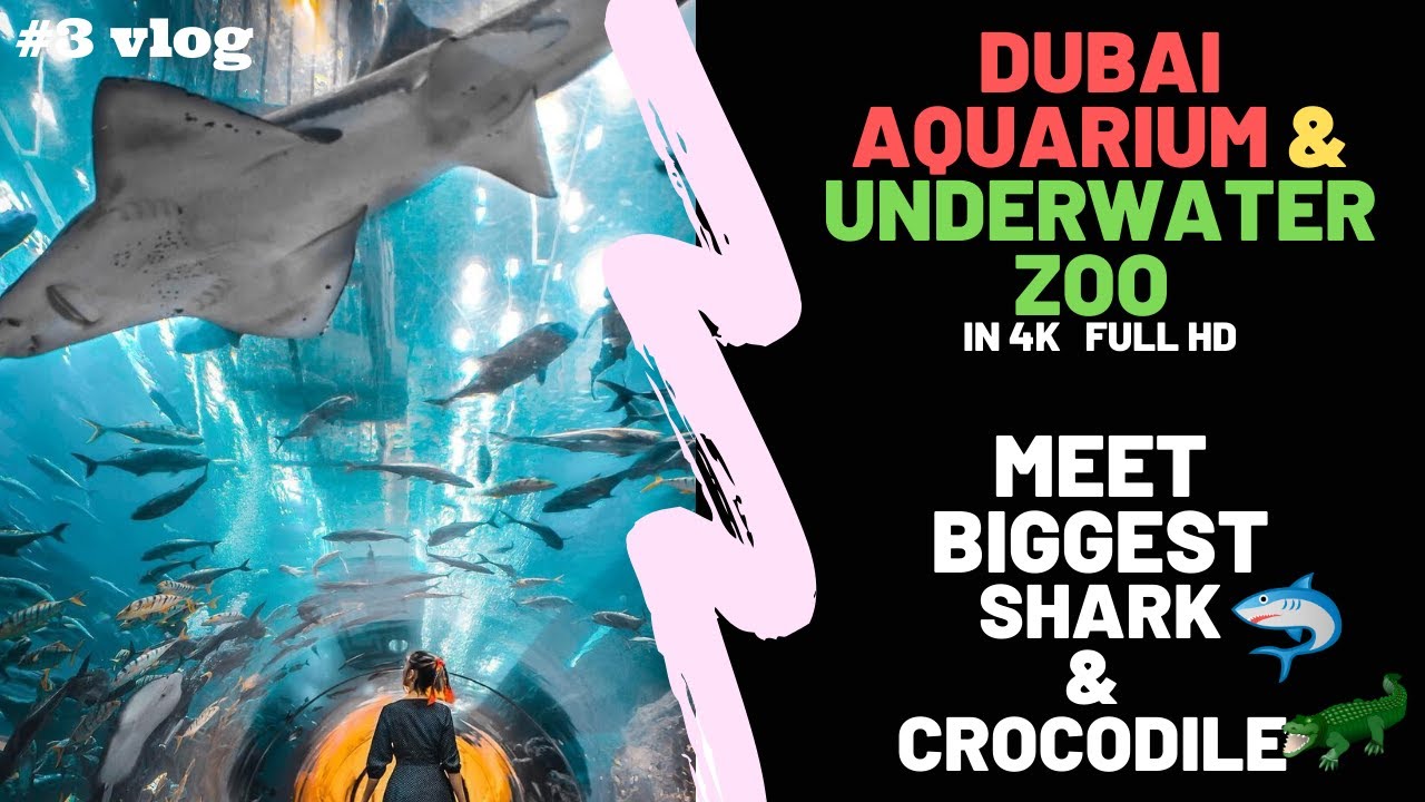 Dubai Aquarium & Underwater Zoo - BIG SHARK & CROCODILE, Ticket Price 2020-21 | Flying Turtle