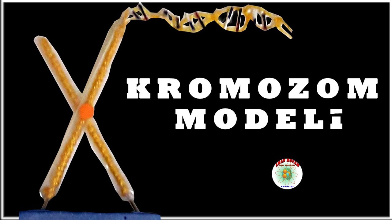 Kromozom Modeli | Chromosome Model