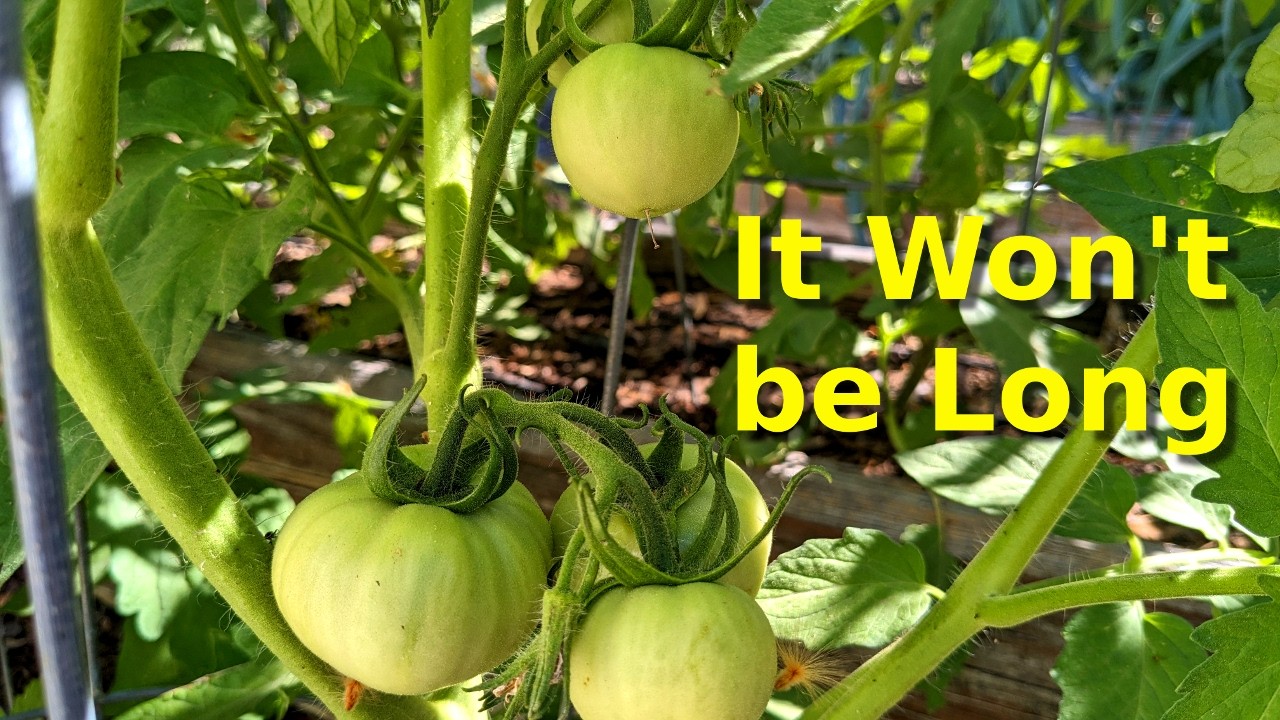 Mid March Progress in the Garden at Deep South Texas