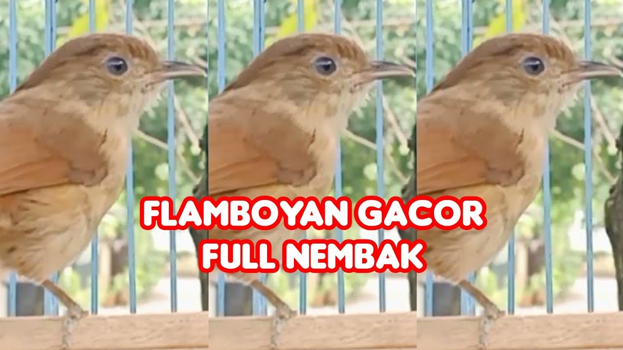 Flamboyan Gacor Jantan Nembak Panjang &lrm;@SONSIN Net