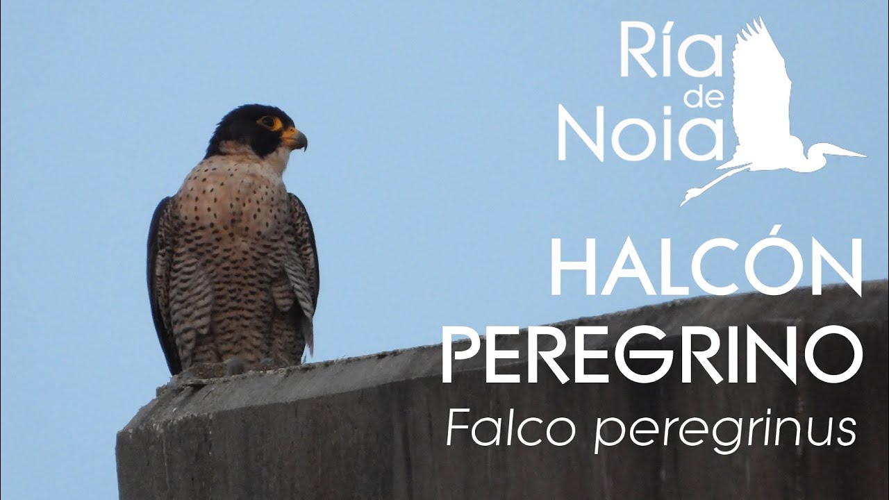 Halcón peregrino, Falcón peregrino (Falco peregrinus) alimentándose sobre el puente Ría de Noia.
