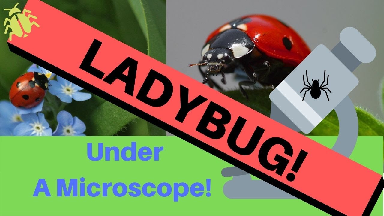 LADYBUG Under A Microscope!