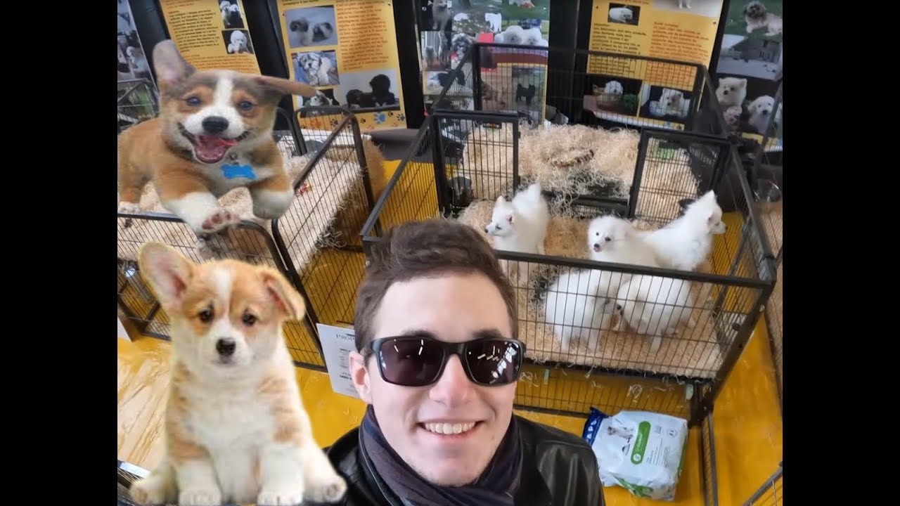 Salon du Chiot de Charleville/On Adopte un Chien ?