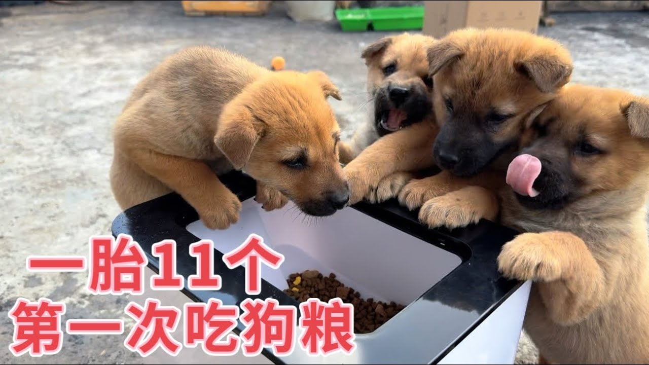 田园犬一胎生11个，出生一个半月第一次吃狗粮，没想到全往粮仓里爬，这吃得也太香了吧