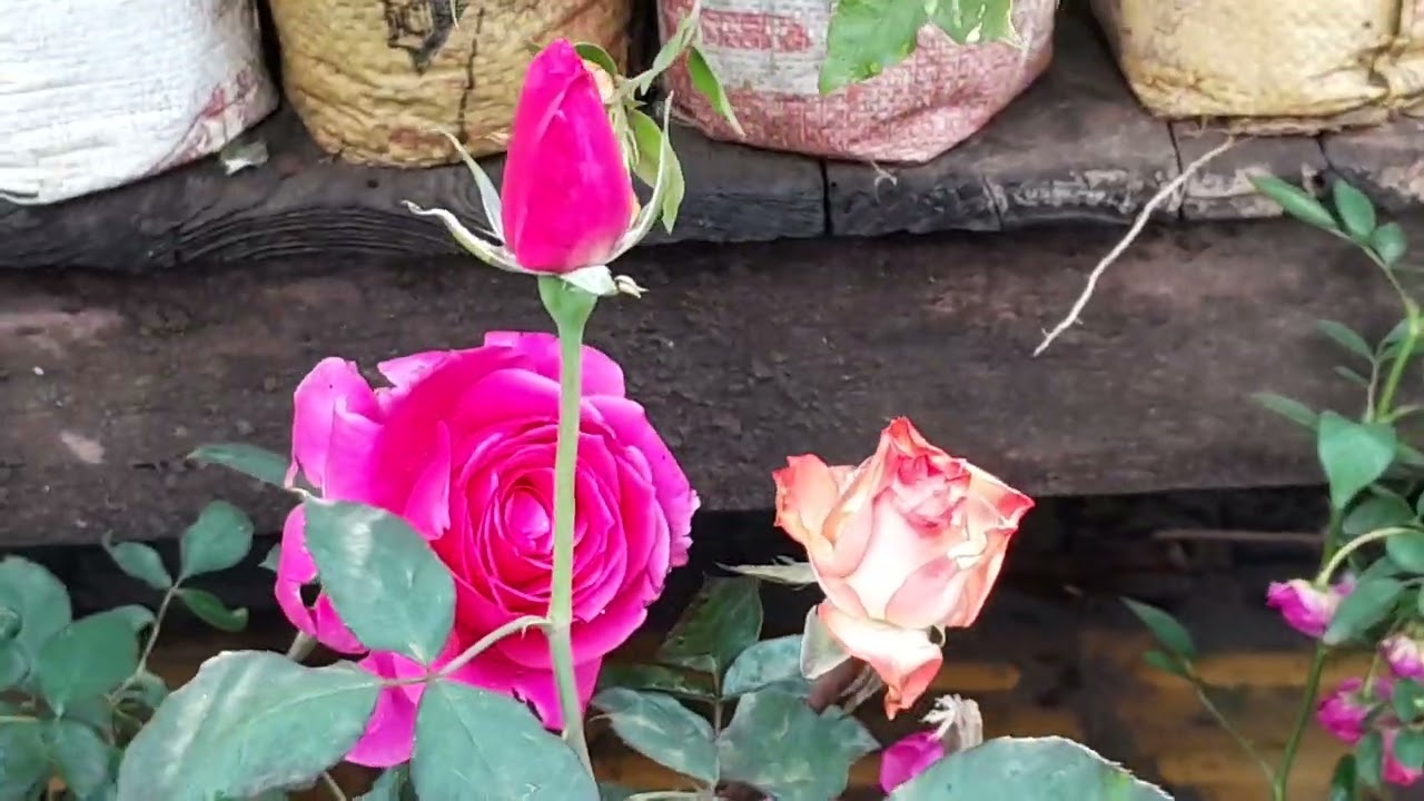 প্রকৃতির নানা ফুল দেখুন।