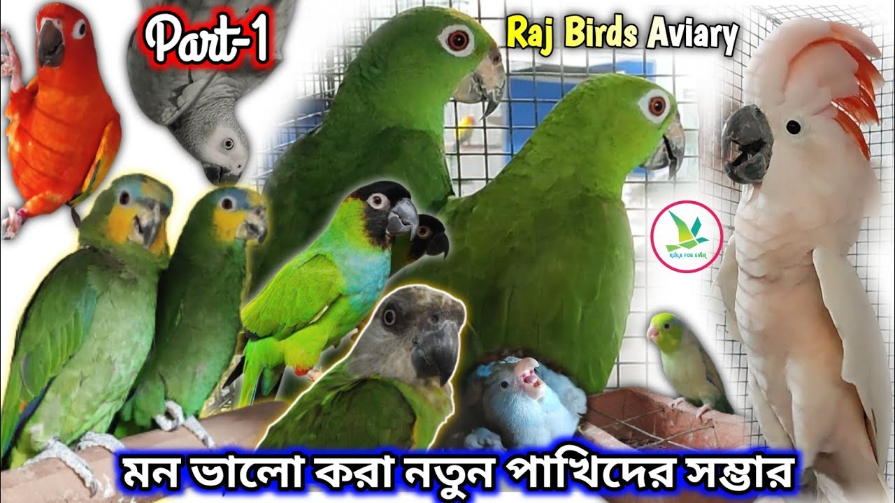 Cockatoo/Amazon/Senegal Parrot/ White-Eyed/Thomas/Nanday Conure/ParrotletsBirds Farm||KUILA For EVER